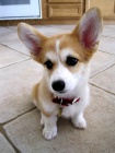 Štěňata Corgi k adopci