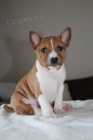 Prodám štěňata Basenji