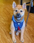 JAPONSKÁ SHIBA INU ŠTĚŇATA 