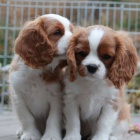 Prodám mini očkovaná štěňata Kavalír King Charles Spaniel.
