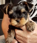 Štěňata mini jorkšírského teriéra k adopci