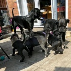 Prodám zdravá očkovaná štěňata italského Cane Corso