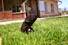 Lagotto Romagnolo tata