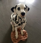 Prodám očkovaná štěňata dalmatinů