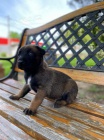 Belgický ovčák malinois