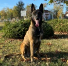 Belgický ovčák malinois