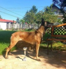 Belgický ovčák malinois