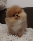 Pomořany štěňata BOO čistokrevná
