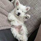 tata West Highland White terir k adopci.