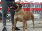 Jihoafrický mastif Boerboel štěňata na prodej