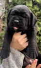 Jihoafrický mastif Boerboel štěňata na prodej