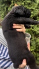 Jihoafrický mastif Boerboel štěňata na prodej