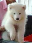 Zdravá štěňata samojeda k adopci