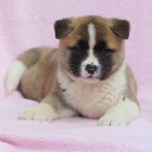 Japonská štěňata Akita Inu k adopci