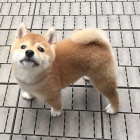 ŠTĚŇATA MINI SHIBA INU