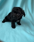 MINI ŠTĚŇÁTKO YORKIPOO