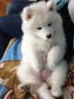 Zdravá štěňata samojeda k adopci