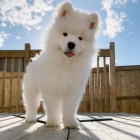 Zdravá štěňata samojeda k adopci
