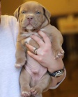 štěňata amerického pitbull teriéra