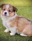 štěňata Pembroke Welsh Corgi