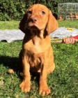 krátkosrstá štěňata maďarského vizslase k dopování