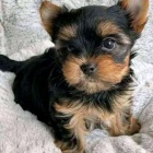 tata mini jorkrskho terira k adopci