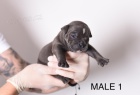 Pocket Micro American Bully štěňata