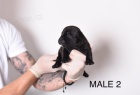 Pocket Micro American Bully štěňata