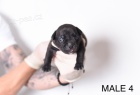 Pocket Micro American Bully štěňata