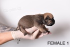 Pocket Micro American Bully štěňata