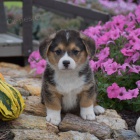 štěňata Pembroke Welsh Corgi