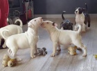 MINI BULLTERIÉRA