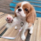 Prodm mini okovan tata Kavalr King Charles Spaniel.