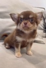 štěňata dlouhosrsté čivavy k adopci