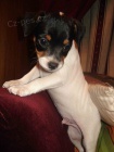 tata jack russell terira.