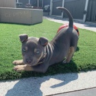 štěňata amerického pitbull teriéra