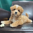 Prodám štěňata Maltipoo