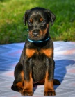 Predám šteniatka dobermana.