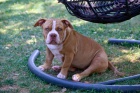 American Bully štěňata na prodej