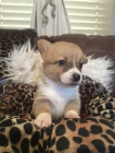 Štěňata Corgi připravena do nového domova
