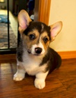 Štěňata Corgi připravena do nového domova
