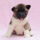 Predm zdrav teniatka akita inu