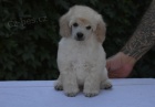 Miniaturn bl Pudlov