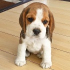 Štěňata BEAGLE
