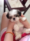 Predm hygienicky a socilne vykolen teniatka SHIH TZU