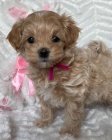 Prodám ZDRAVÁ a OČKOVANÁ štěňata Maltipoo.