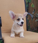 Pembroke Welsh Corgi štěňata
