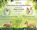 Pembroke Welsh Corgi štěňata