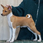 štěňátka Basenji
