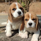 Štěňata BEAGLE